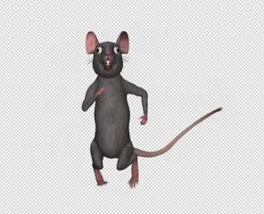 Rating: Safe Score: 0 Tags: 3danimation alphamale bipedal dancing funnyrat grey stockvideo User: not_me