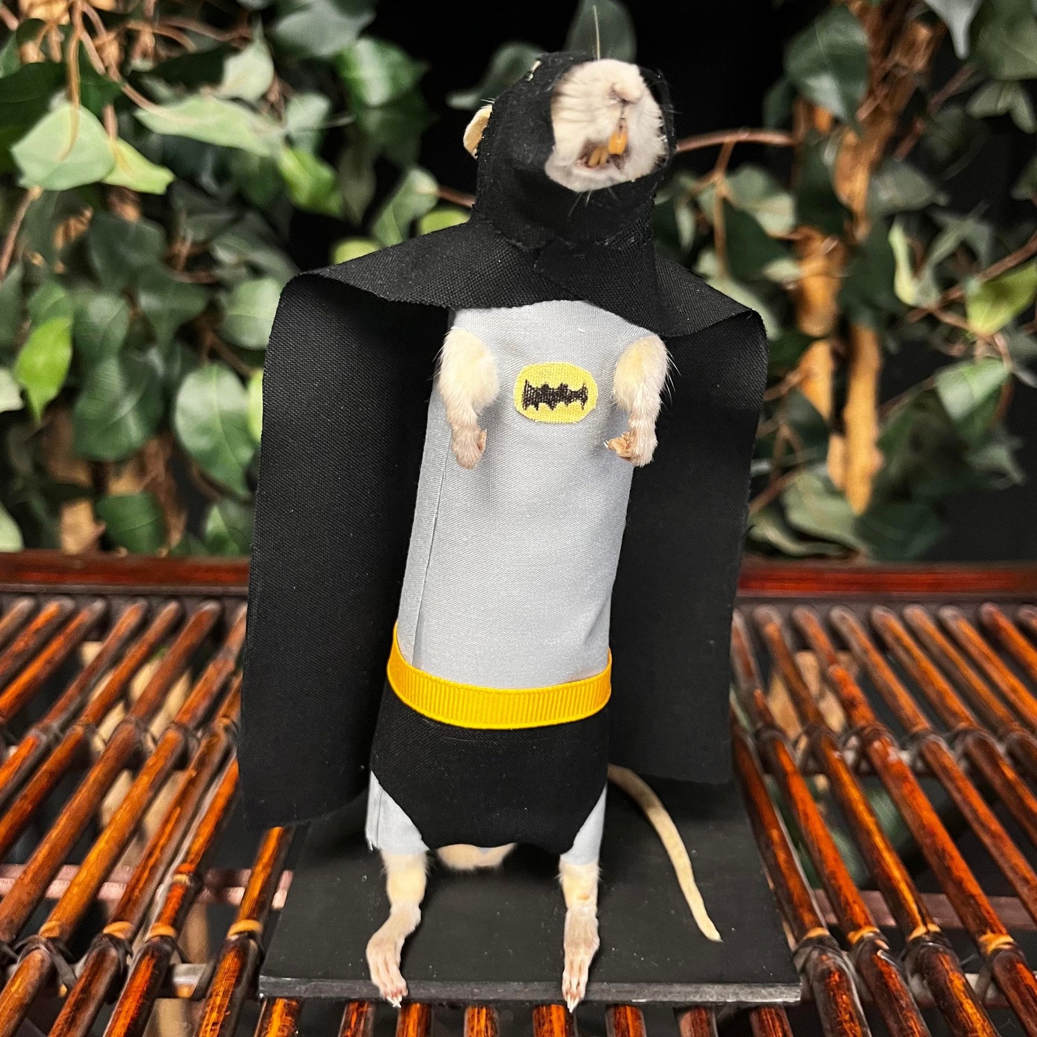 batman bipedal clothed dc ratman real taxidermy white